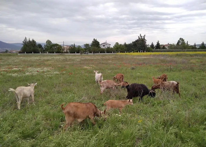 παληοκτημα - Palioktima Neon Rysion