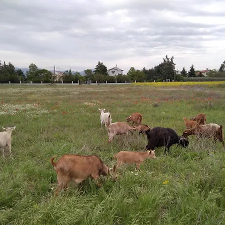 παληοκτημα - Palioktima Neon Rysion